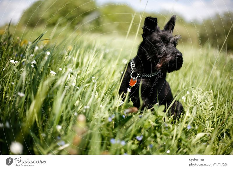 great chap Colour photo Exterior shot Close-up Detail Deserted Copy Space left Copy Space bottom Day Shadow Contrast Sunlight Shallow depth of field