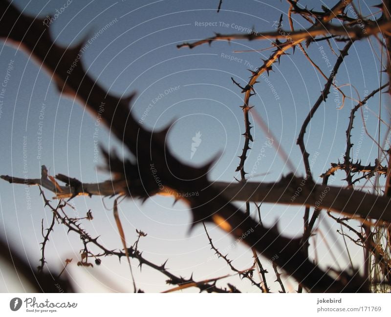 100 years of sleep Colour photo Subdued colour Exterior shot Deserted Evening Blur Worm's-eye view Sky only Bushes Thorn Wood To hold on Threat Point Thorny