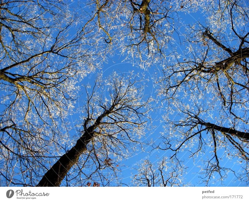 winter in summer Trip Winter Snow Cloudless sky Ice Frost Tree Forest Old Tall Cold Hard Colour photo Exterior shot Deserted Day Worm's-eye view Upward