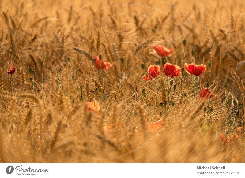 corn poppy Environment Nature Plant Summer Flower Blossom Poppy poppy rose Fresh Healthy Happy Beautiful Gold Red Colour photo Exterior shot Copy Space left