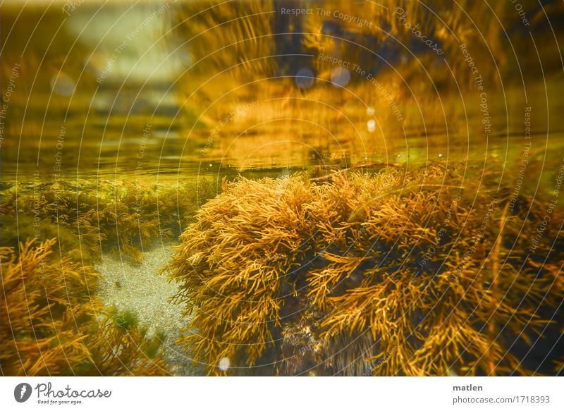 water level Nature Landscape Plant Water Summer Cold Brown Yellow Gray Algae Sand Colour photo Subdued colour Exterior shot Underwater photo Abstract Pattern