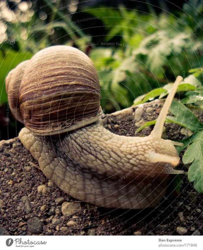 Downhill! Colour photo Exterior shot Detail Macro (Extreme close-up) Deserted Copy Space right Copy Space top Environment Nature Earth Plant Snail 1 Animal