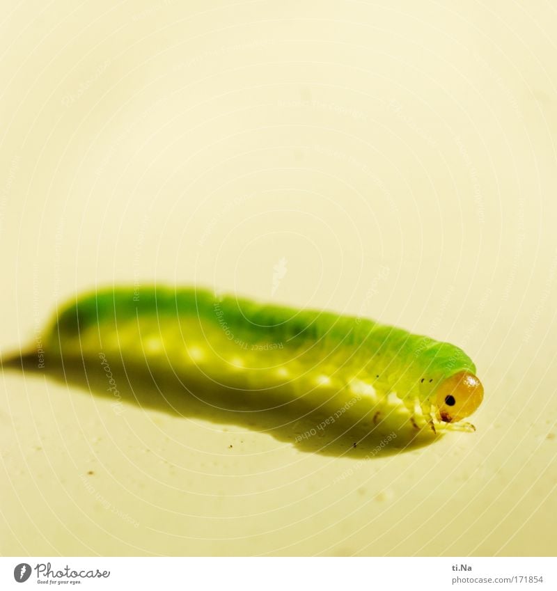 the little caterpillar neon green Environment Nature Landscape Plant Animal Wild animal Animal face Caterpillar 1 Happiness Small Cute Yellow Green Patient