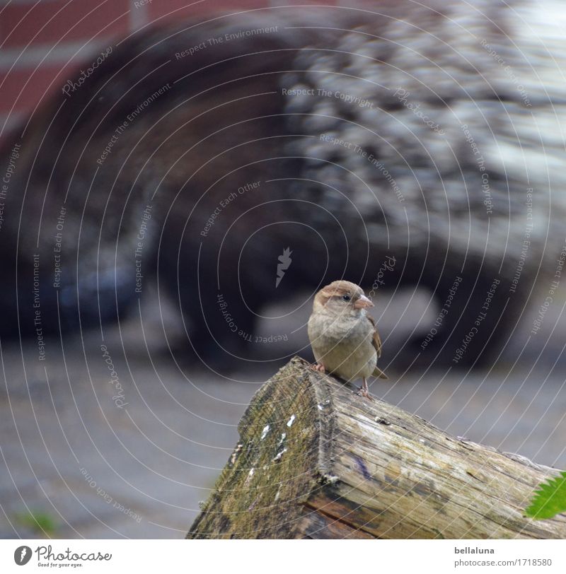 Sparrow with fine wood note on porcupine Animal Wild animal Bird Zoo 2 To feed Sit Brash Free Together Small Near Natural Cute Point Thorny Tree trunk