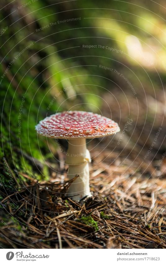 deliciously tasty Leisure and hobbies Nature Plant Autumn Wild plant Mushroom Amanita mushroom Forest Discover Hiking Green Red Threat Colour photo
