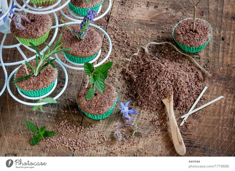 Cake with herbs in muffin cups as arranged in the nursery Chocolate cake Food Dough Baked goods Candy Herbs and spices Sugar To have a coffee Spoon Earth Plant