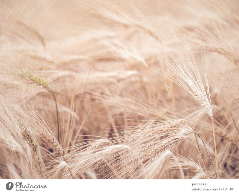 1000 *** be fearless and multiply! Grain Nutrition Nature Summer Many Rye field Rye ear Seed Colour photo Exterior shot Structures and shapes Deserted