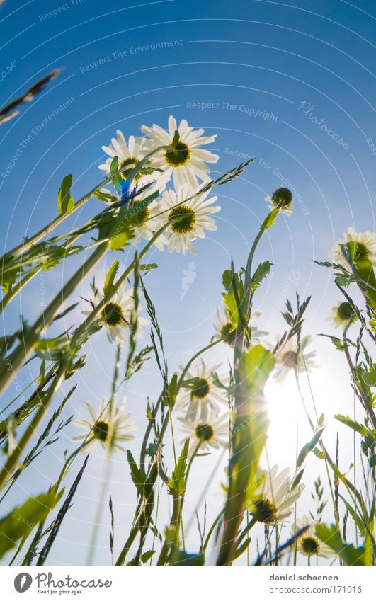 high-format summer meadow Colour photo Copy Space top Light Sunlight Sunbeam Back-light Worm's-eye view Nature Plant Cloudless sky Summer Beautiful weather