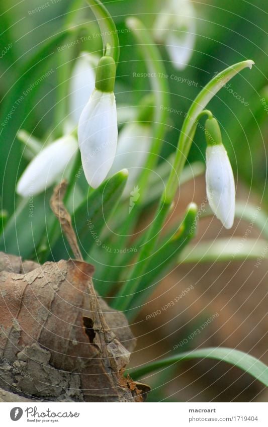 snowdrops Plant flower green growth leaf Macro (Extreme close-up) Nature Exterior shot petal Planning season Jump sunlight vernally white Winter Blossoming