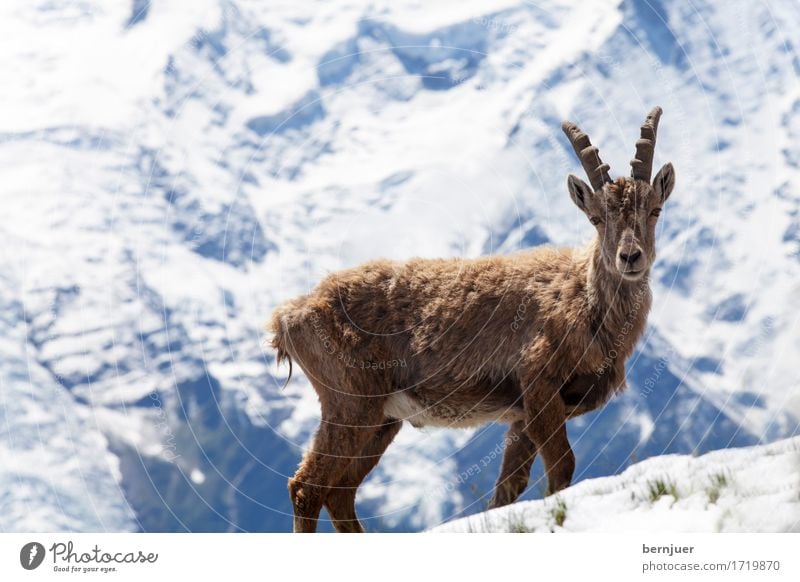 Stoabog Beautiful weather Mountain Mont Blanc Snowcapped peak Wild animal 1 Animal Observe Authentic Brown White Power Capricorn Alps Glacier Chamonix Ice