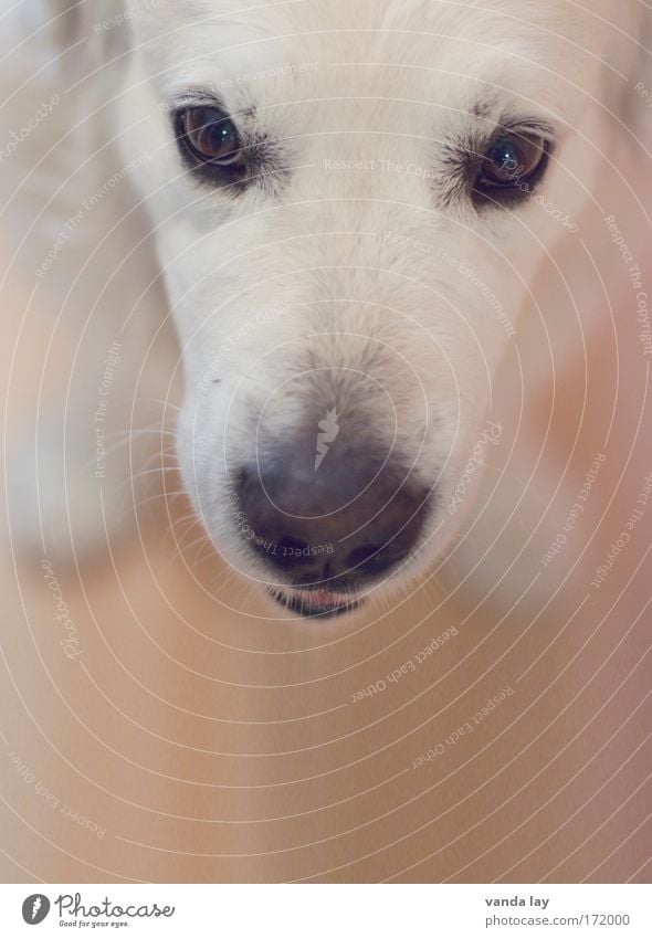 Mr. Maier Colour photo Deserted Copy Space bottom Blur Deep depth of field Animal portrait Looking Looking into the camera Pet Dog 1 Brash Friendliness White