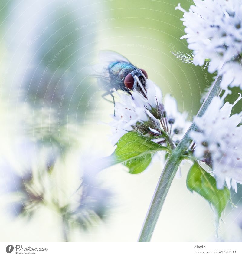 gourmets Environment Nature Plant Animal Leaf Blossom Mint Mint leaf Garden Fly Insect Blowfly 1 Blossoming To feed Natural Fragrance Colour photo Exterior shot