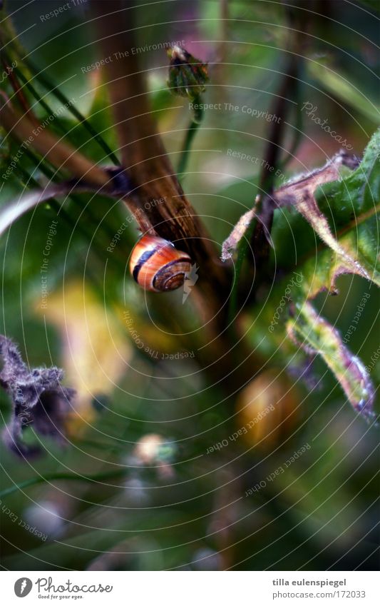 @ Colour photo Detail Deserted Day Blur Shallow depth of field Bird's-eye view Plant Foliage plant Animal Snail 1 Calm Nature Multicoloured