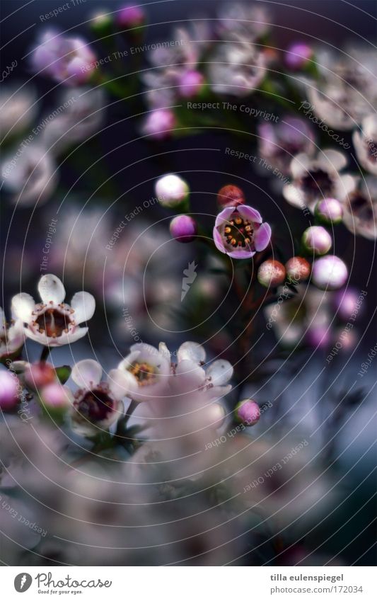 5 Colour photo Blur Shallow depth of field Plant Summer Flower Blossom Park Bouquet Fragrance Exotic Fantastic Happiness Fresh Beautiful Kitsch Natural