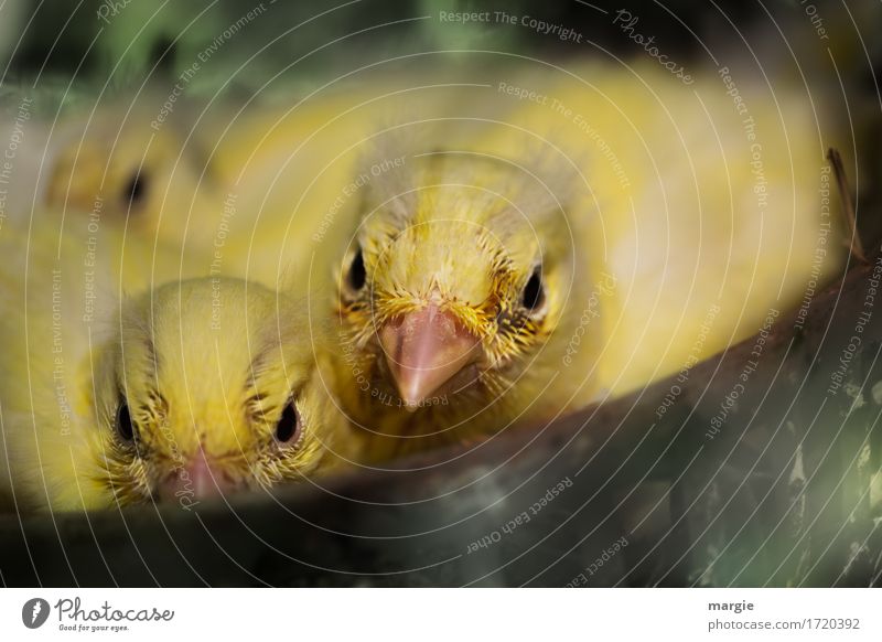 cheeky: young canaries in the nest Animal Bird Animal face 3 Yellow Green Beak Group of animals Baby animal Livestock breeding Canary bird Nest-building