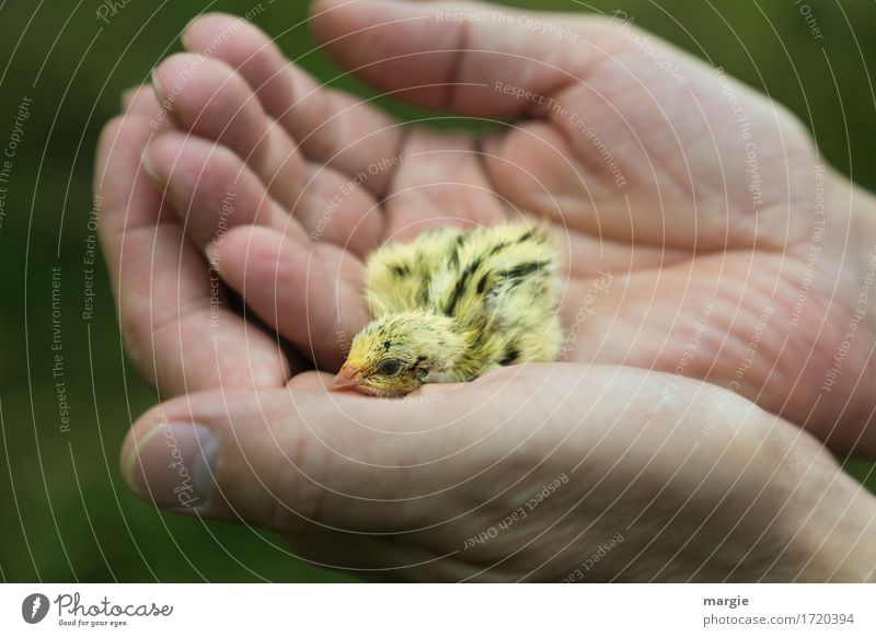 In need of help! Little yellow chick in a human hand Human being Fingers 1 Animal Pet Farm animal Yellow Help Chick Hand Landscape format Protection Bird