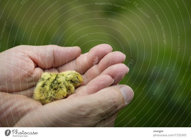 A handful of "lives": a little sick chick in a human hand Animal Pet Farm animal Wild animal Bird 1 Yellow Green Chick Baby animal Slip Fatigue Sleep Hand