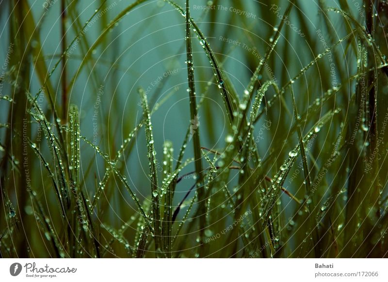 raindrop Colour photo Exterior shot Deserted Day Drops of water Rain Grass Wild plant Nature Green Visual spectacle