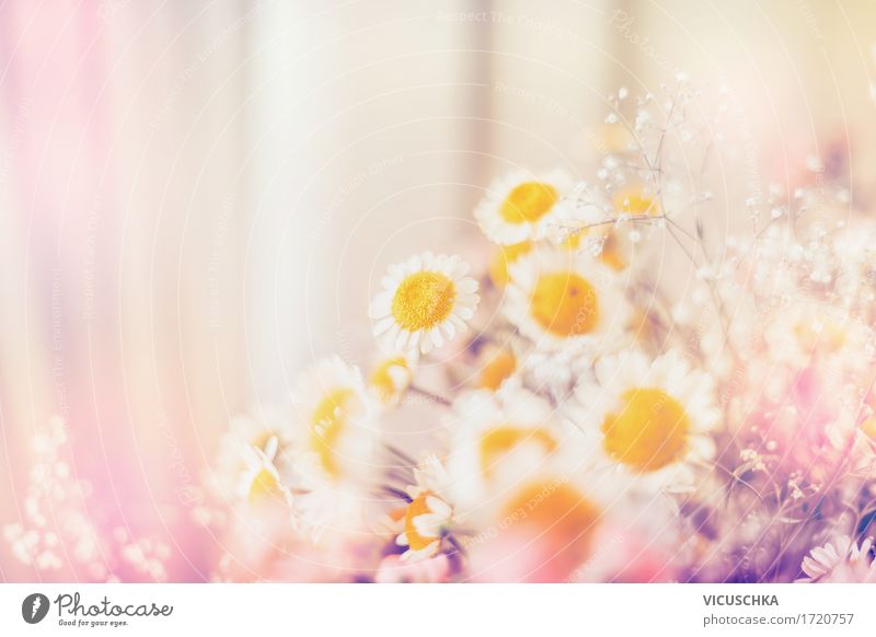 Marguerites Flowers Lifestyle Design Summer Living or residing Decoration Nature Plant Sunlight Beautiful weather Leaf Blossom Blossoming Pink Pastel tone Blur