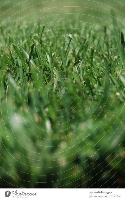 green lawn Colour photo Exterior shot Close-up Deserted Morning Sunlight Shallow depth of field Worm's-eye view Nature Earth Spring Summer Grass Park Meadow