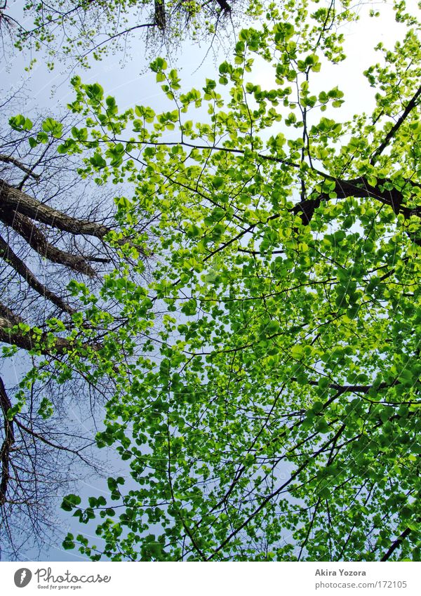[Harusaki-DD] Fresh green. Colour photo Exterior shot Deserted Day Light Contrast Nature Sky Cloudless sky Sun Beautiful weather Tree Leaf Park Free Bright