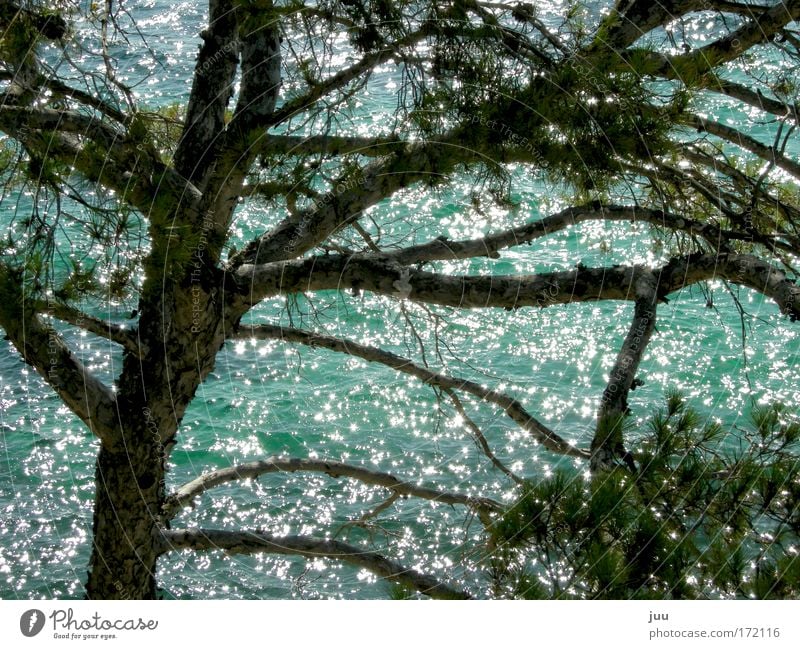 It's not all gold that glitters Nature Water Sunlight Summer Beautiful weather Warmth Tree Waves Coast Bay Baltic Sea Island Majorca Spain Europe Glittering