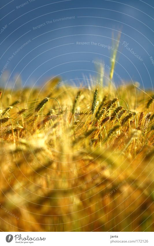 gold Colour photo Exterior shot Detail Deserted Day Sunlight Deep depth of field Central perspective Grain Environment Nature Sky Summer Agricultural crop Field