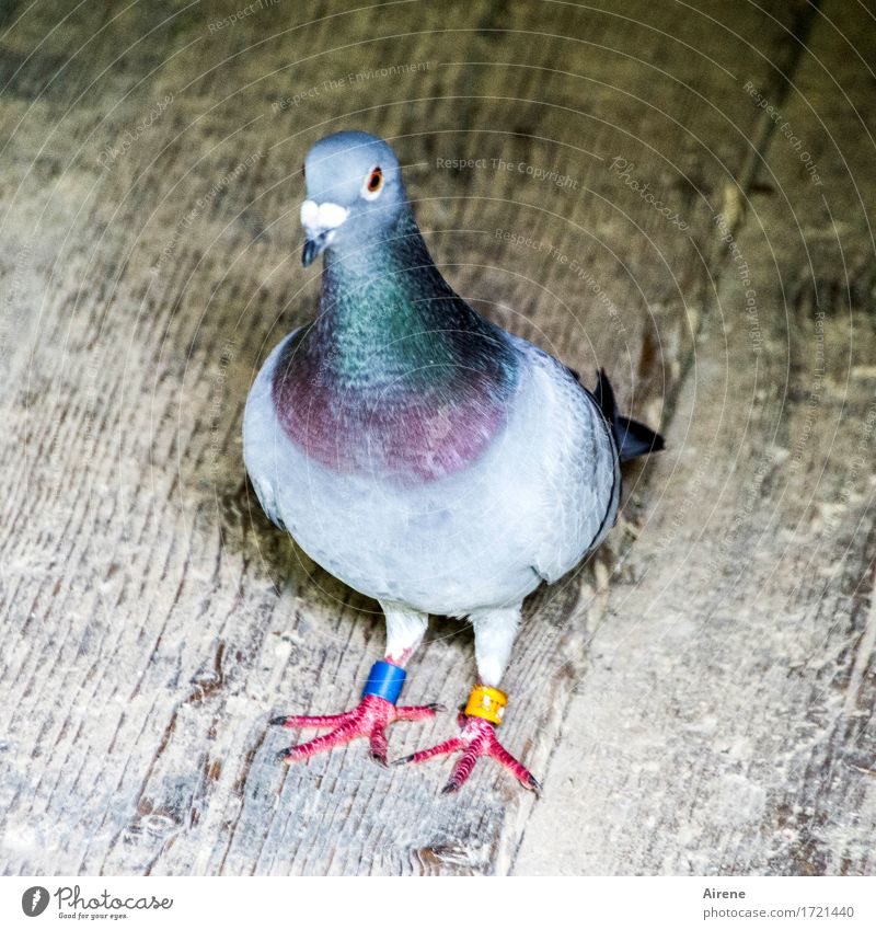 confused deaf Animal Bird Pigeon 1 Ring Circle Observe Going Stand Brash Funny Rebellious Blue Yellow Gray Design Colour Idea Adversity Fashion Stride Two-tone