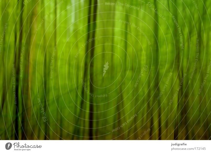 forest Colour photo Exterior shot Experimental Abstract Structures and shapes Day Blur Environment Nature Landscape Plant Animal Summer Tree Forest Green Fear