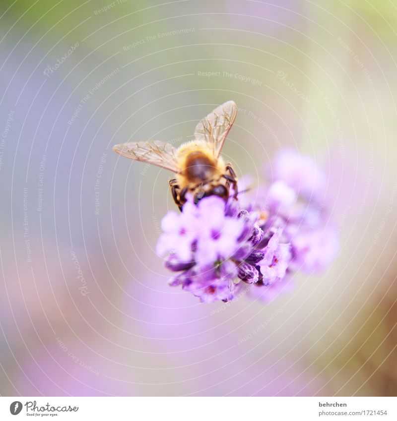 winged Nature Plant Animal Beautiful weather Flower Leaf Blossom Lavender Garden Park Meadow Wild animal Bee Animal face Wing 1 Observe Blossoming Fragrance
