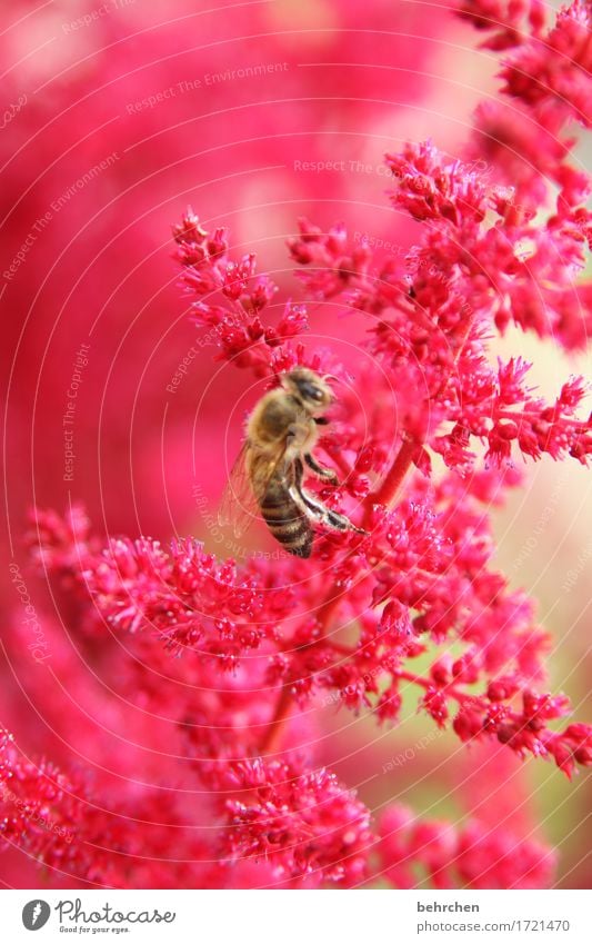 bee Nature Plant Animal Summer Flower Leaf Blossom Garden Park Meadow Wild animal Bee Animal face Wing 1 Observe Blossoming Fragrance Flying To feed Beautiful