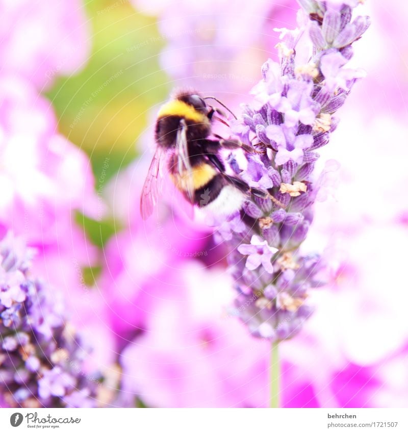 its summertime! Nature Plant Animal Summer Beautiful weather Flower Leaf Blossom Lavender flox Garden Park Meadow Wild animal Animal face Wing Bumble bee 1