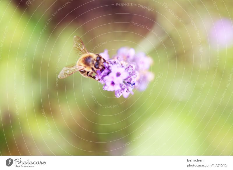 Delicious Lavender Nature Plant Animal Summer Beautiful weather Flower Leaf Blossom Garden Park Meadow Wild animal Bee Animal face Wing 1 Blossoming Fragrance