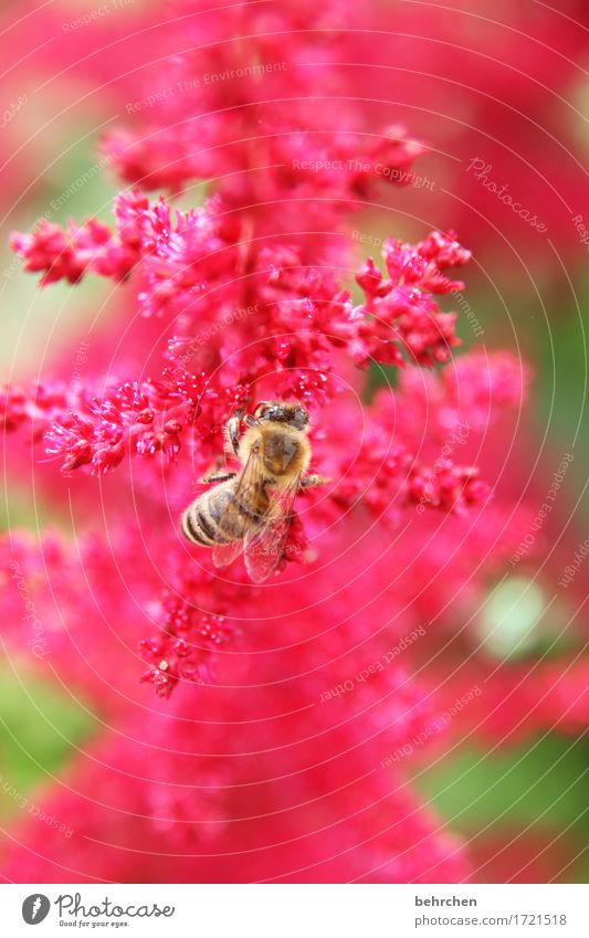 work and structure Nature Plant Animal Summer Flower Leaf Blossom Garden Park Meadow Wild animal Bee Wing 1 Blossoming Fragrance Flying To feed Beautiful Red