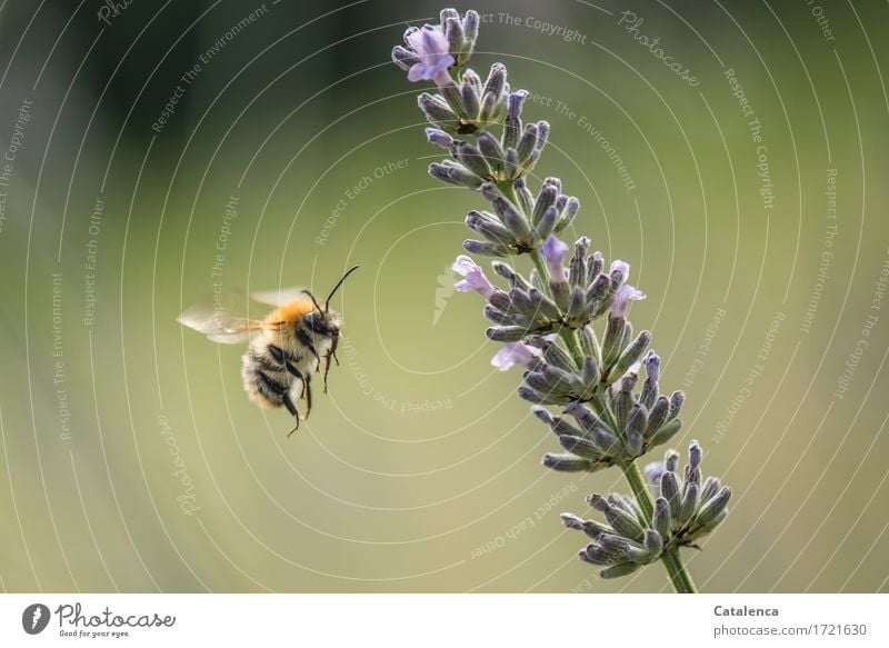 fluffy | with sting. Bumblebee and lavender Nature Plant Animal Air Summer Flower Blossom Lavender Garden Meadow Wild animal Grand piano Insect Bumble bee 1