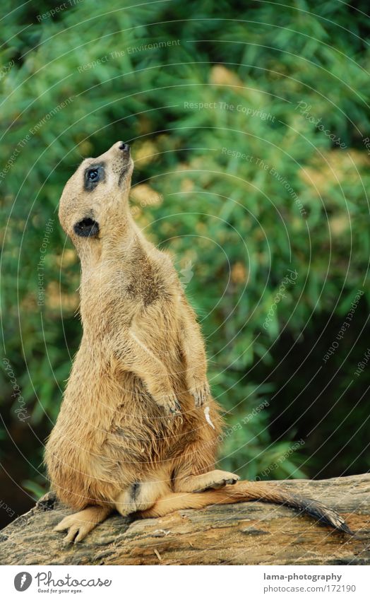 Curious? Colour photo Exterior shot Copy Space right Copy Space top Day Central perspective Animal portrait Upward Savannah Africa Wild animal Zoo Meerkat
