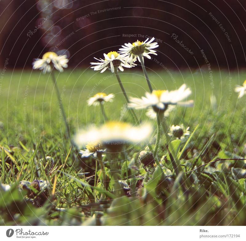 Towards the sun. Colour photo Exterior shot Deserted Copy Space bottom Day Sunlight Sunbeam Worm's-eye view Environment Nature Plant Earth Spring Summer Flower