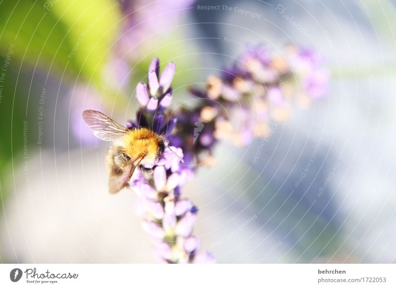 summer tune Nature Plant Animal Summer Flower Leaf Blossom Lavender Garden Park Meadow Wild animal Bee Wing 1 Observe Blossoming Fragrance Flying To feed