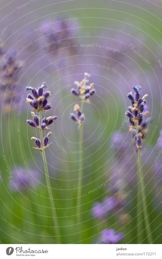 lavender Colour photo Close-up Copy Space top Copy Space bottom Day Silhouette Shallow depth of field Perfume Fragrance Plant Summer Flowering plant Lavender