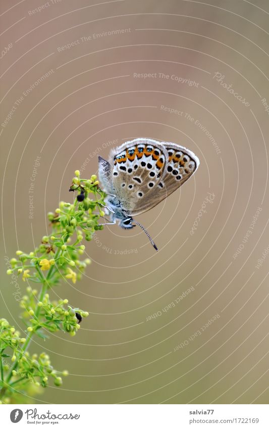 Take a break. Nature Plant Animal Summer Flower Blossom Butterfly Wing Insect Polyommatinae 1 Fragrance Above Beautiful Brown Yellow Green Esthetic Happy Idyll