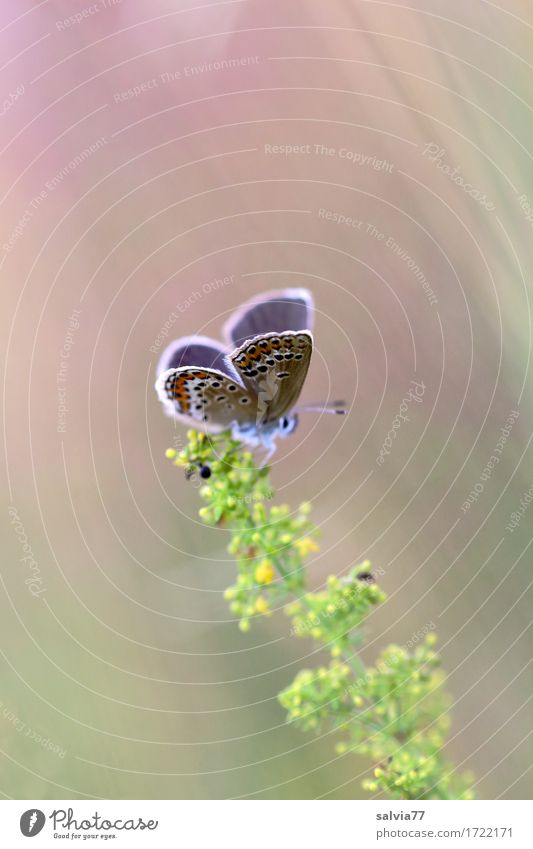 lightness Environment Nature Plant Animal Summer Blossom Wild plant Bog Marsh Wild animal Butterfly Wing Insect Polyommatinae butterflies 1 Blossoming Fragrance