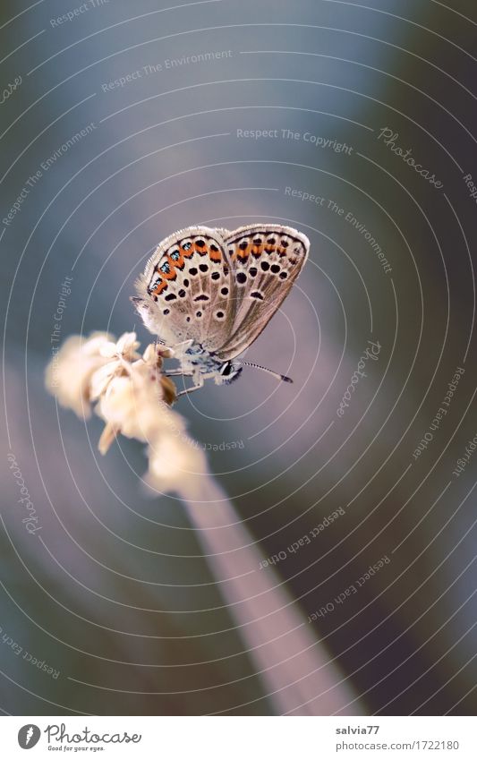 At the end of the day. Harmonious Calm Environment Nature Animal Sky Summer Grass Blade of grass Butterfly Wing Polyommatinae 1 Small Cute Above Blue Brown Gray