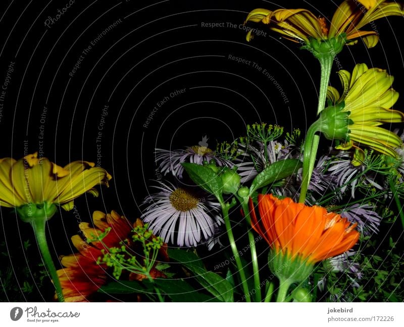 When I broke those flowers to you early that morning. Colour photo Deserted Copy Space top Evening Flash photo Summer Flower Blossom Stalk Rudbeckia Gazania