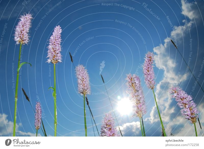 what a beautyful day Environment Nature Plant Sky Clouds Storm clouds Sun Summer Climate Beautiful weather Grass Blossom Wild plant Meadow Blossoming Growth