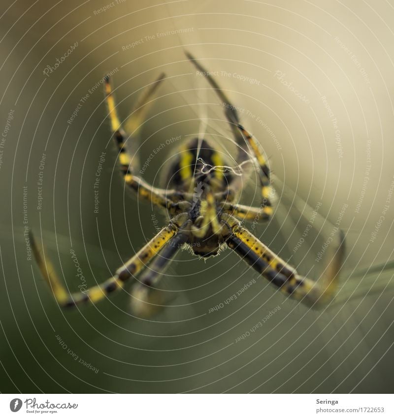 upside down Animal Wild animal Spider Animal face 1 Movement To feed Black-and-yellow argiope Insect Hang Spider's web Colour photo Subdued colour Exterior shot