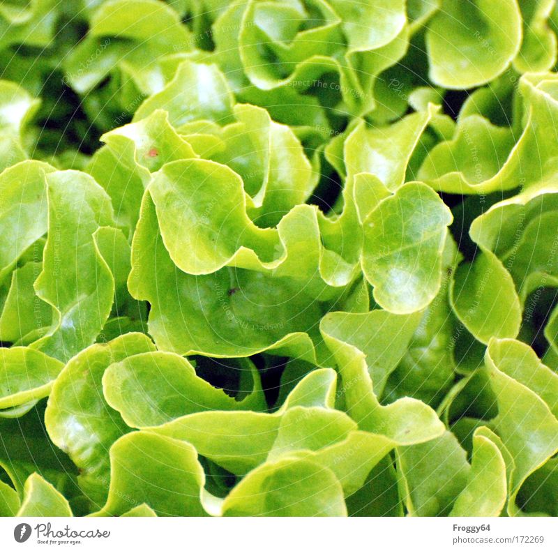 salad Colour photo Exterior shot Day Bird's-eye view Downward Nature Plant Agricultural crop Growth Fresh Healthy Green earth water growth