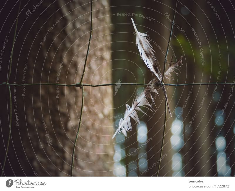 hung along caught along Tree Forest Bird Wing Sign Touch Flying Hang Solidarity Pain Dangerous Lose Feather Fence Wire fence Knot Captured Sacrifice Blur