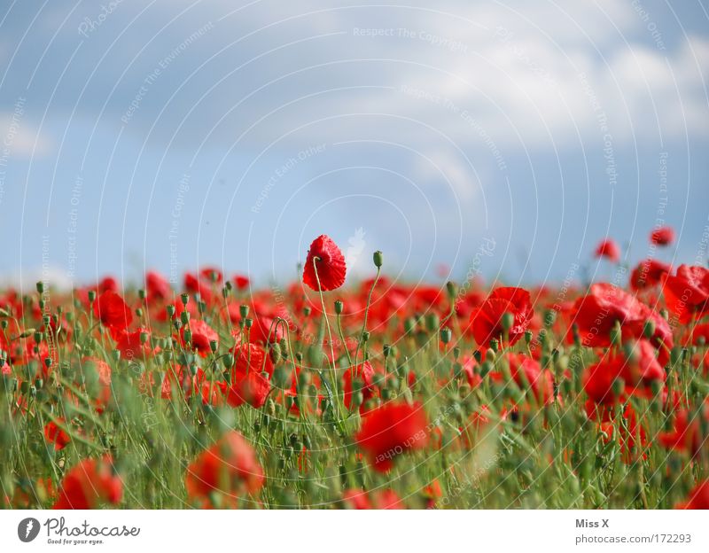 poppy Colour photo Multicoloured Exterior shot Shallow depth of field Nature Plant Summer Beautiful weather Flower Blossom Meadow Field Hill Growth Fragrance