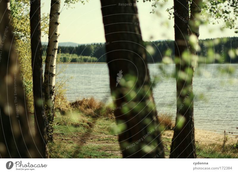 At the lake Colour photo Exterior shot Detail Deserted Copy Space right Copy Space bottom Day Shadow Contrast Sunlight Shallow depth of field