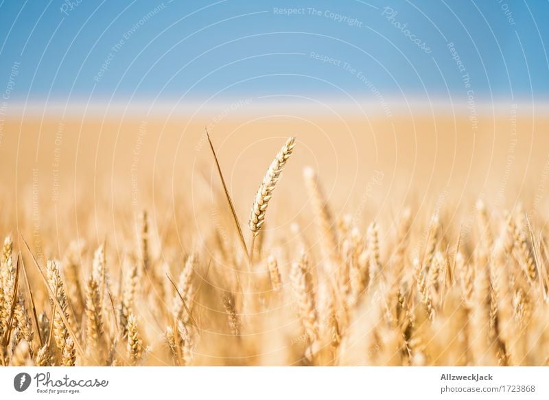 Cornfield 4 Landscape Summer Agricultural crop Field Yellow Gold Agriculture Grain Grain field Harvest Ear of corn Colour photo Exterior shot Close-up Detail